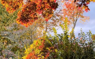 The Common Myths and Misconceptions about Psychotherapy and how to Overcome Them