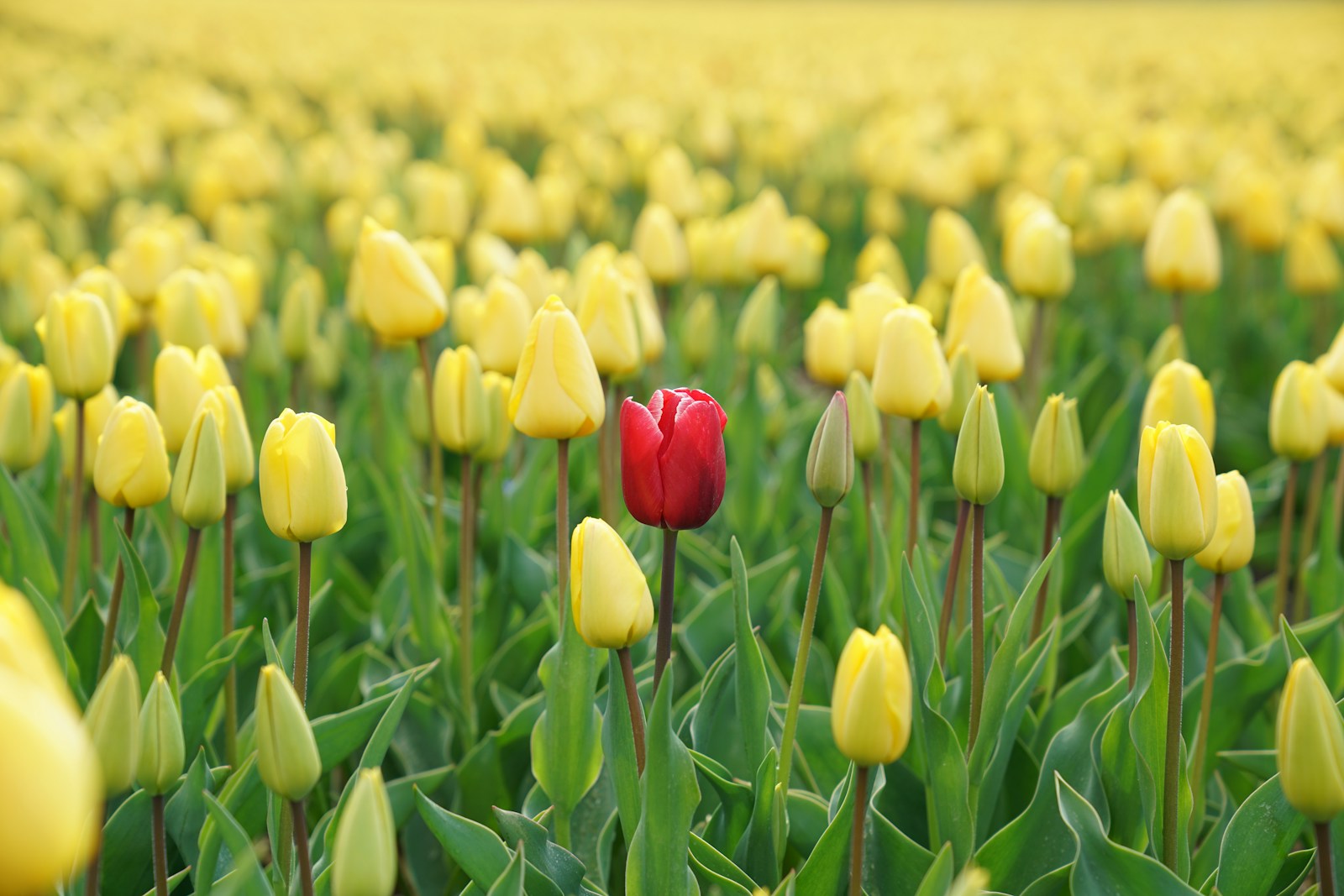 red tulip flower in yellow tulip field deindividuation