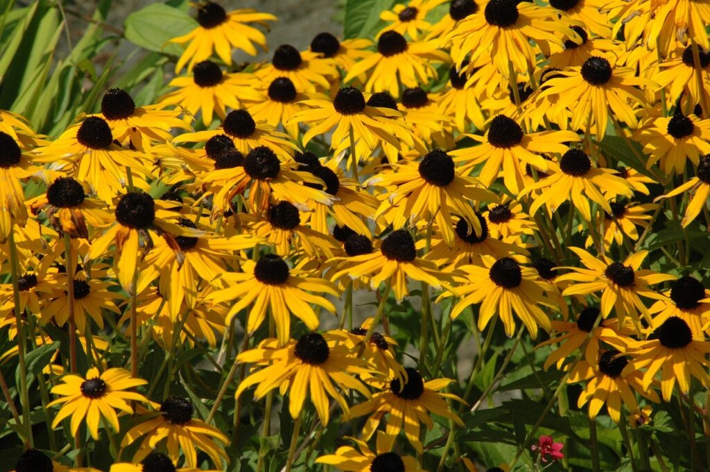 maine, beautiful flowers, flower background, flower wallpaper, portland, nature, flowers, yellow