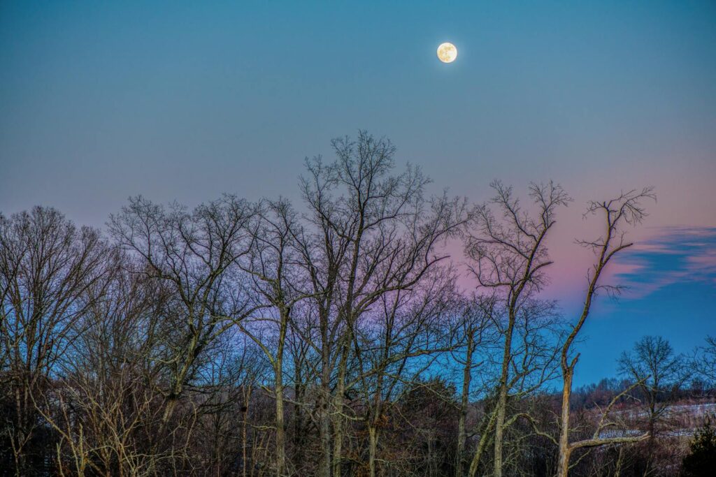 Captivating winter forest scene under moonlight with bare trees and colorful twilight skies in Damascus, Maryland.