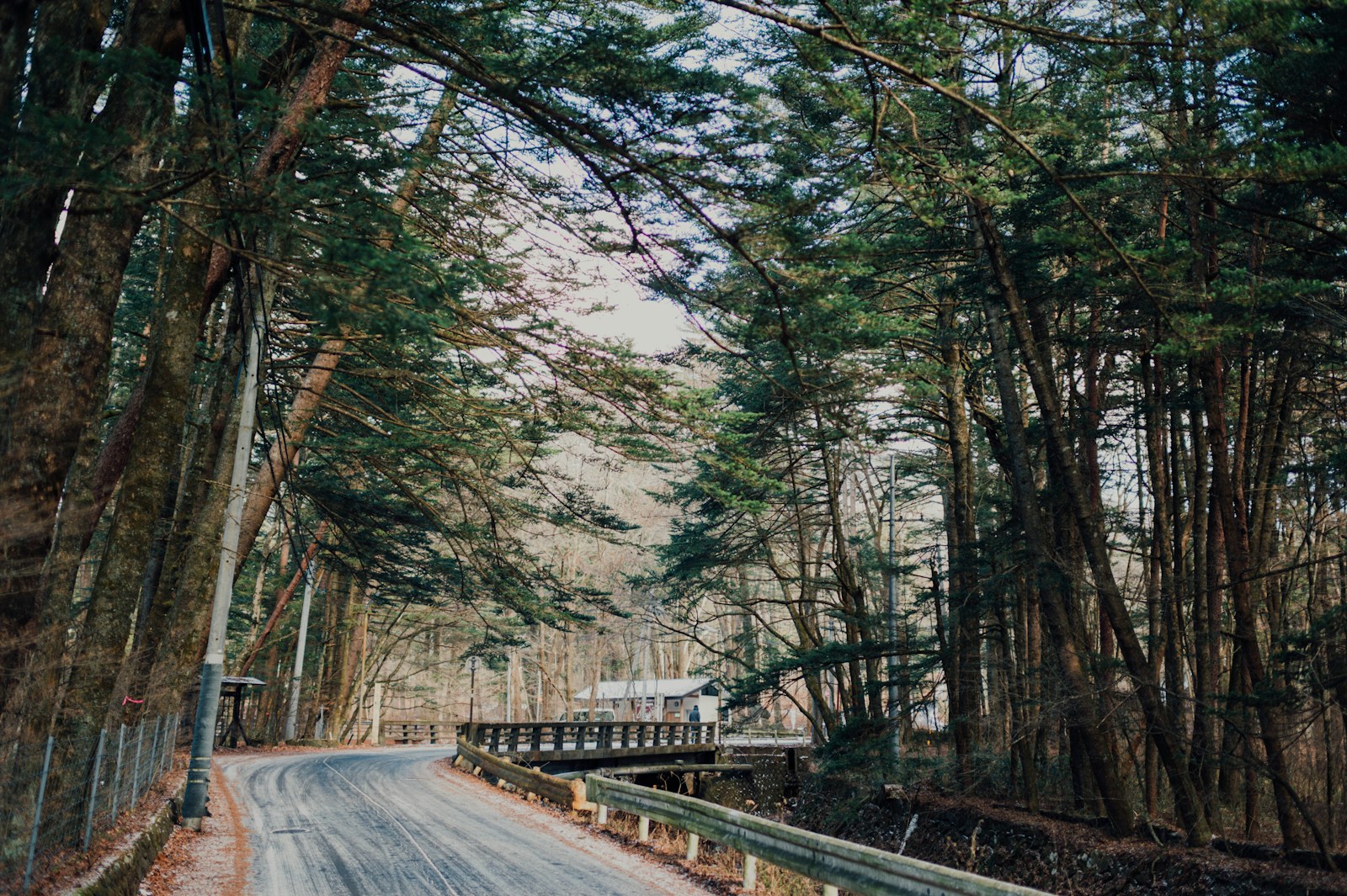 empty road between trees dbt therapy in long branch