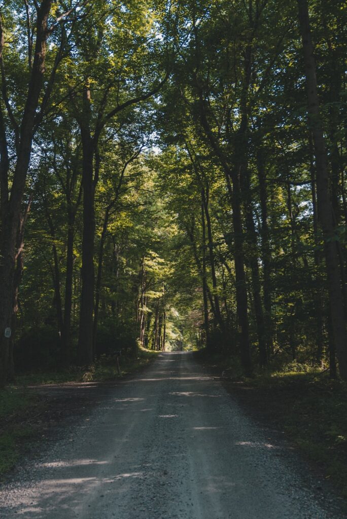 photo of road surrounded by trees during daytyime