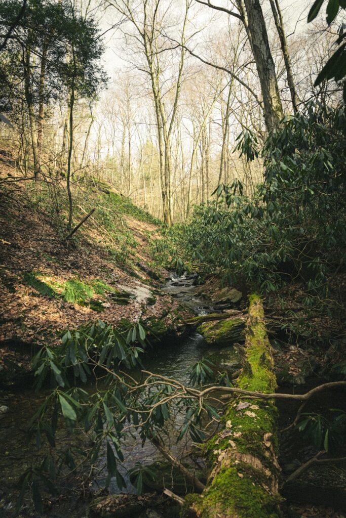 a stream running through a lush green forest