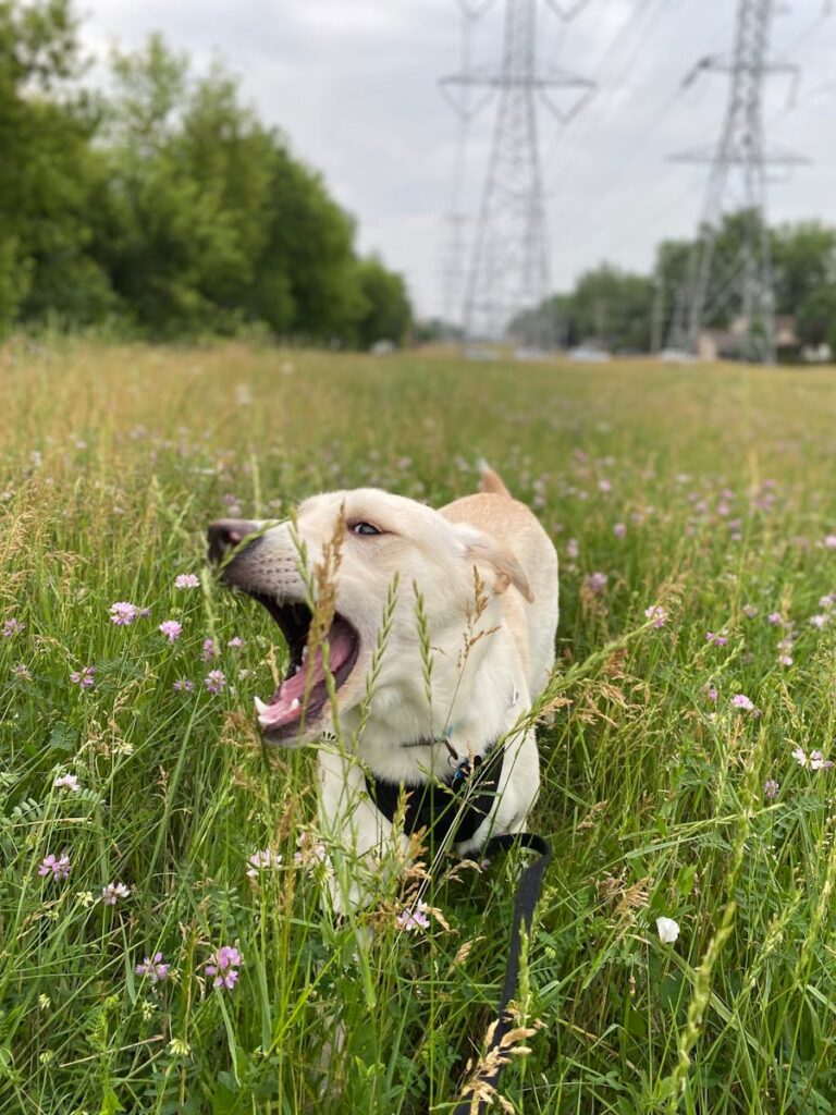 Adorable dog enjoying a summer day in a field of wildflowers beneath power lines in Cary, IL.