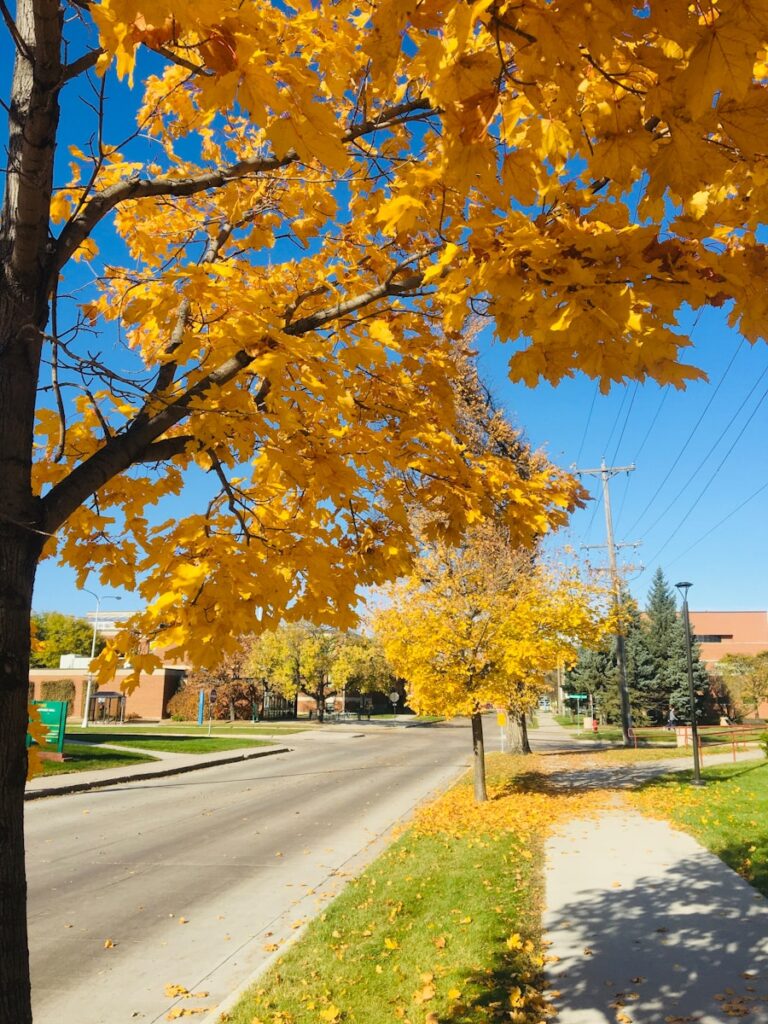 a tree with yellow leaves on the side of a road