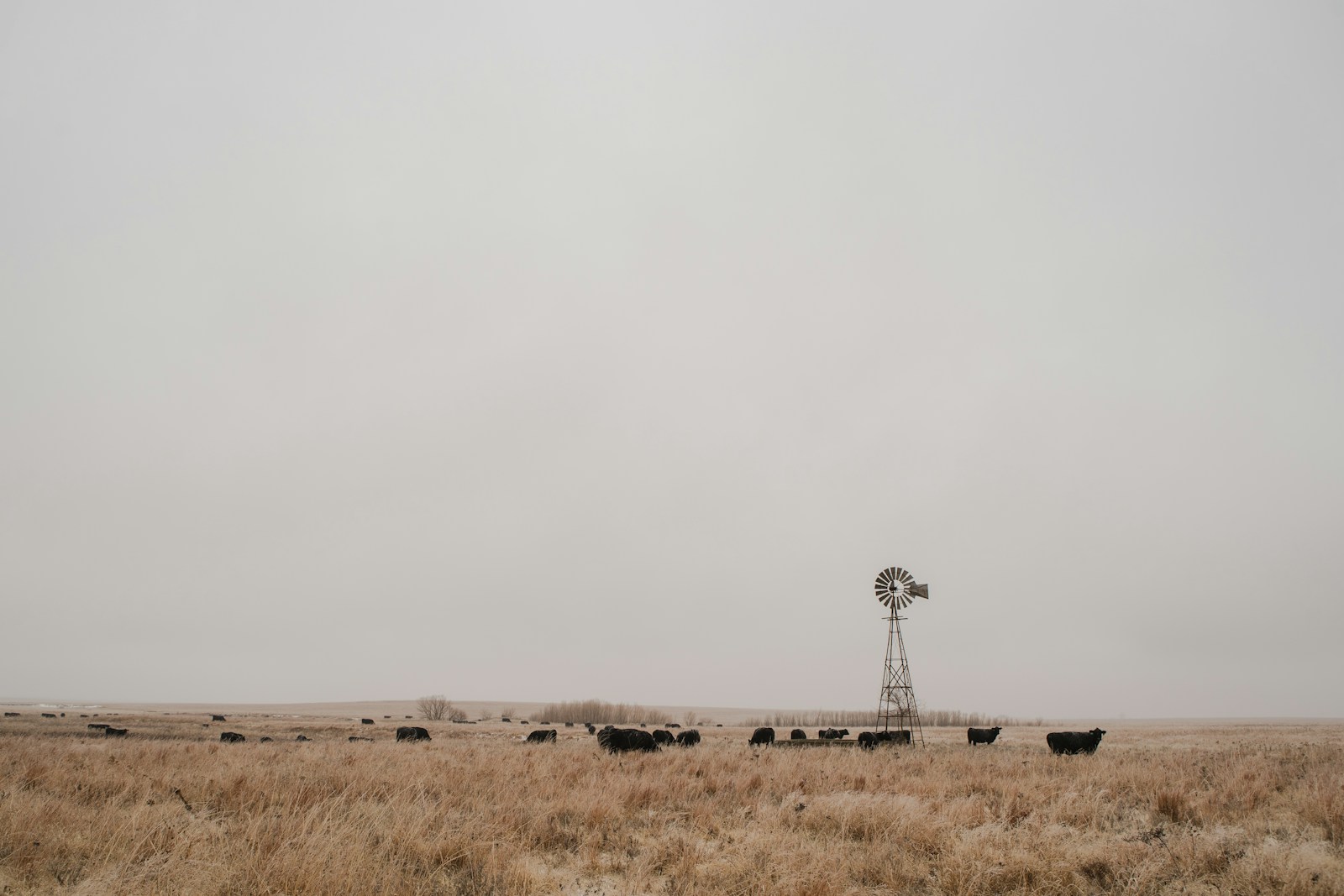 brown field under gray sky (DBT vs CBT) | The Benefits of Virtual DBT Therapy for Overland Park Professionals