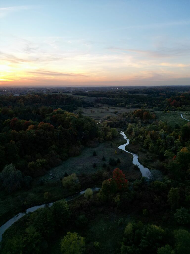 a river running through a forest