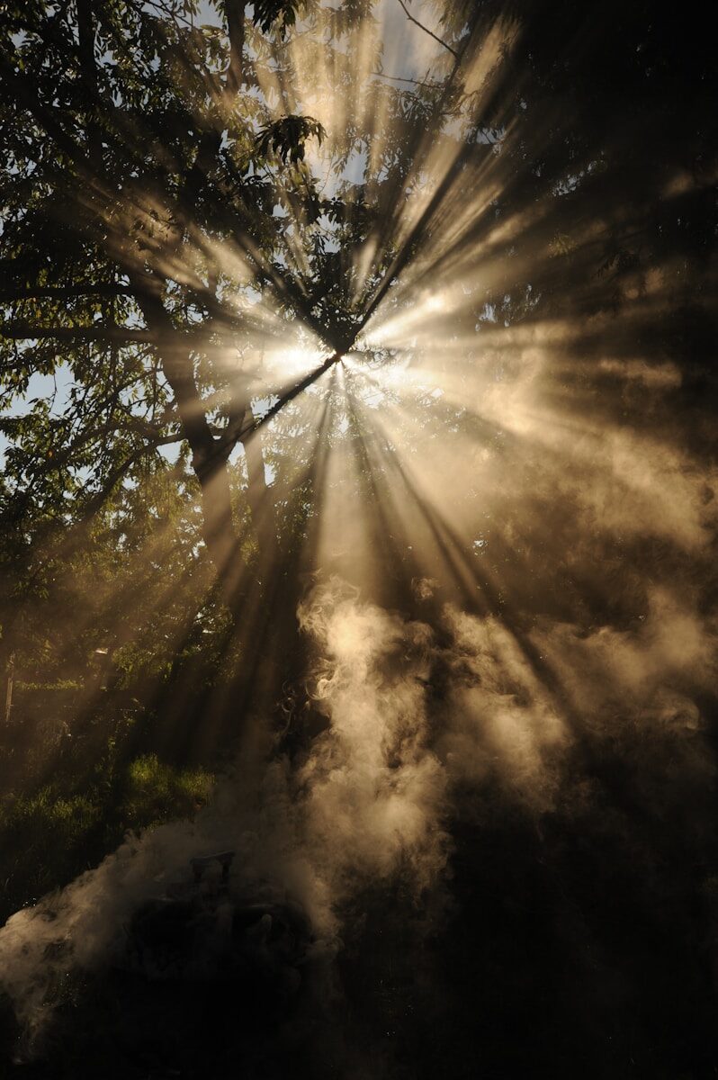 Photo by Wonderlane sun rays coming through trees