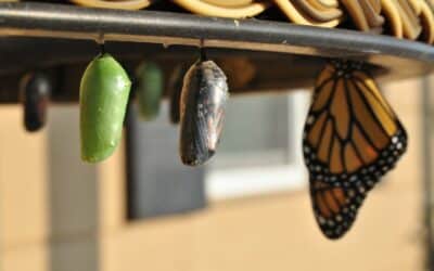 Embrace Change: Essential Steps for Personal and Professional Growth
