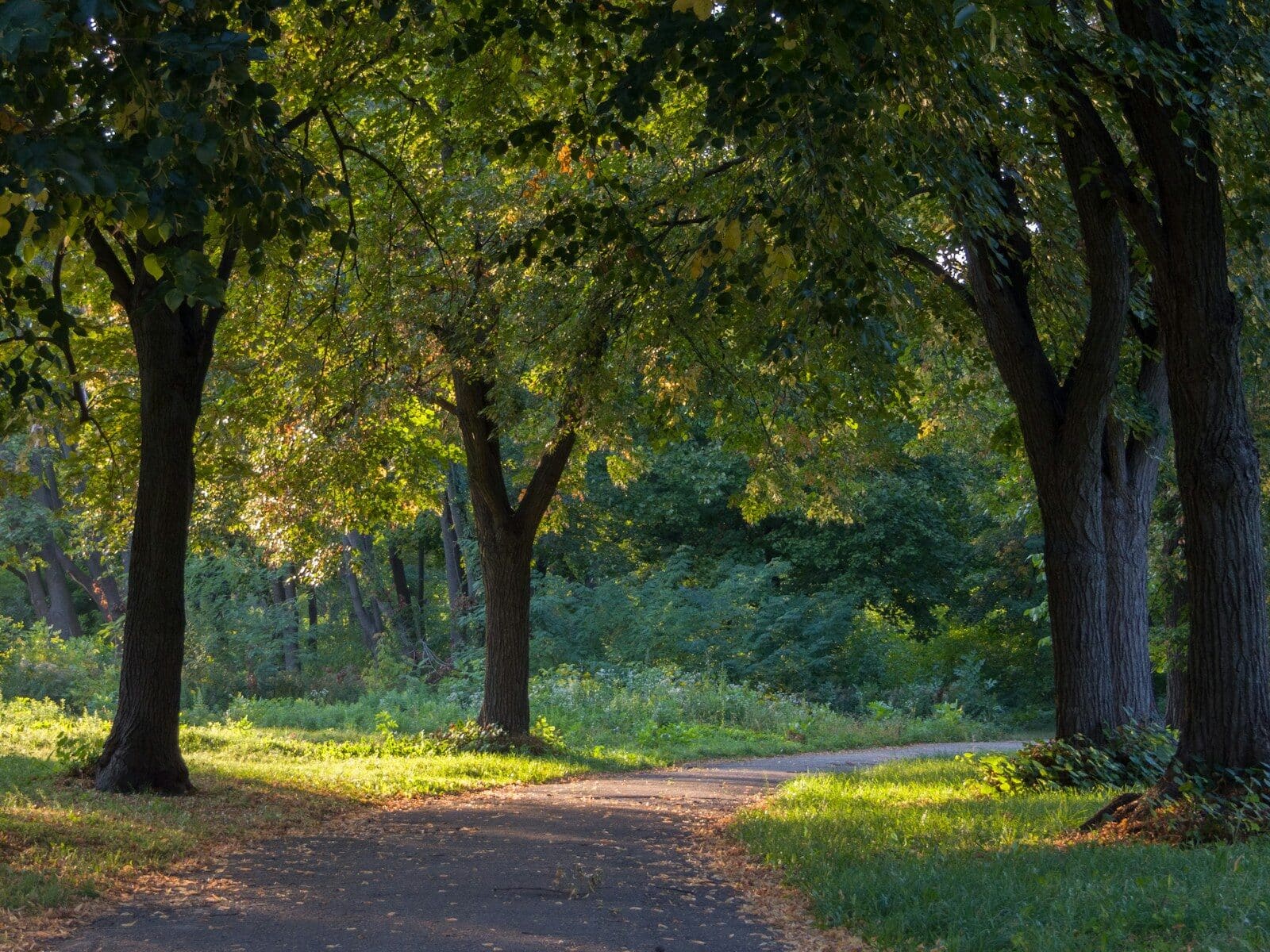 A paved path winds through a sun-dappled forest High Functioning Autism and Why Success Can Still Feel Exhausting