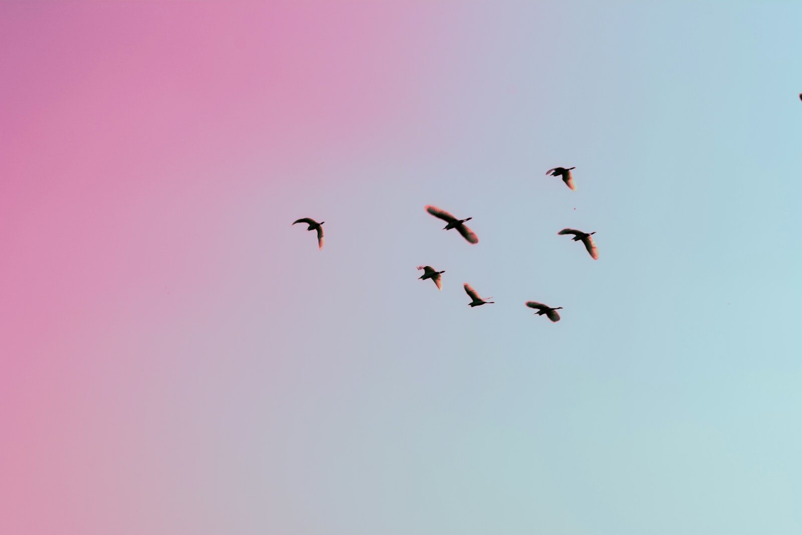 photo of birds flying up in the skiy Avoidant Attachment and Why Connection Can Feel So Complicated