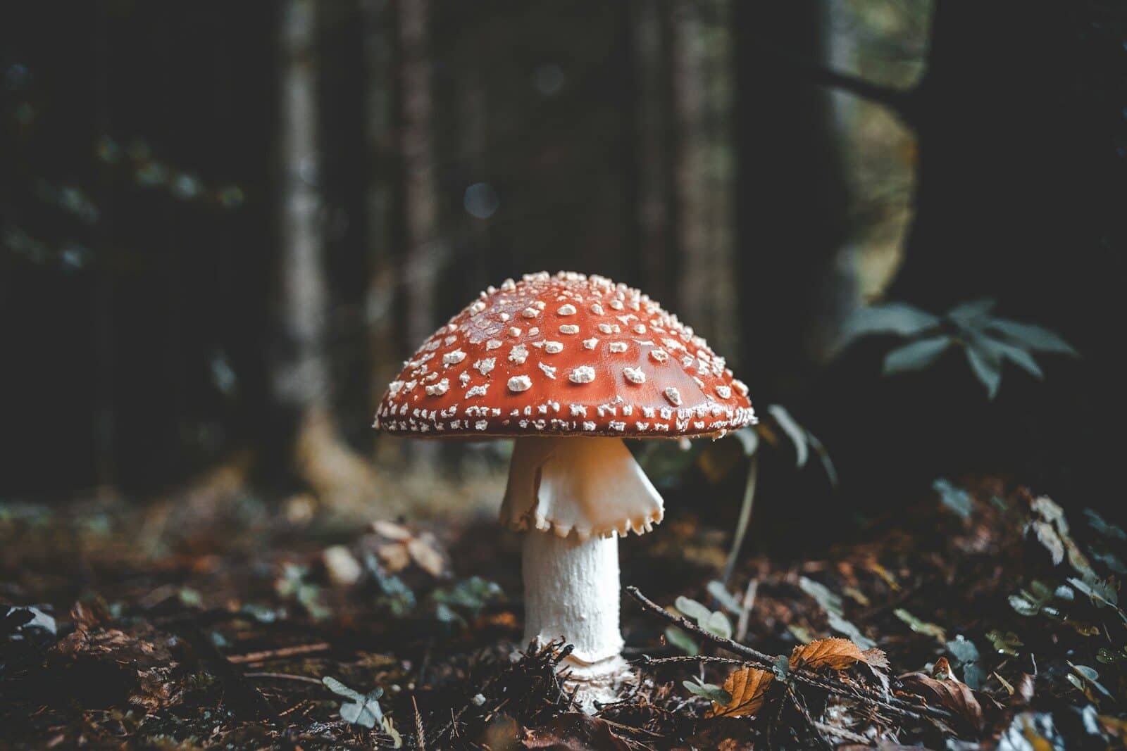 Photo by Florian van Duyn red and white mushroom Anxiety in High-Achieving Adults: Why Success Does Not Always Make You Feel Secure