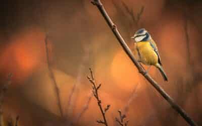 Radical Acceptance vs Giving Up: Understanding the Difference