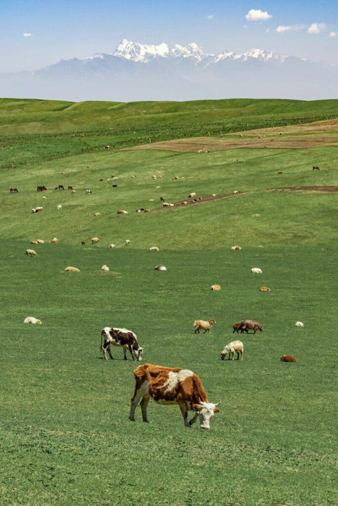 herd of cow on green grass field during daytime