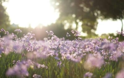 Why Career Success Does Not Always Create Fulfillment