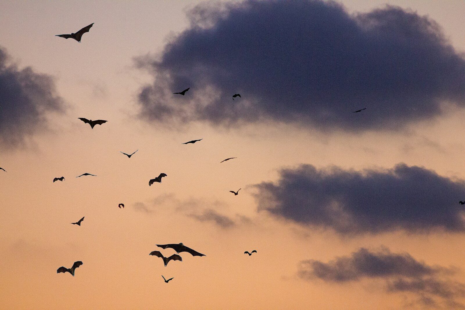 birds on sky Business Owner Mental Health: Success Does Not Cancel Out Stress