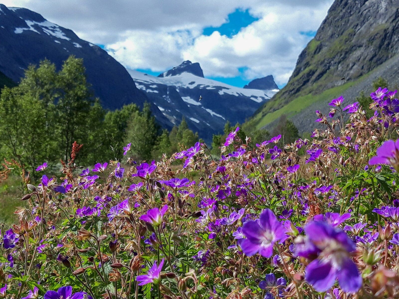 Photo by Matej Drha blue petaled flower field during daytime Navigating Life as a Neurodivergent Professional: Strategies for Balance and Success