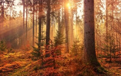 Coping Skills for Depression: When Self-Help Is Useful and When to Seek Therapy