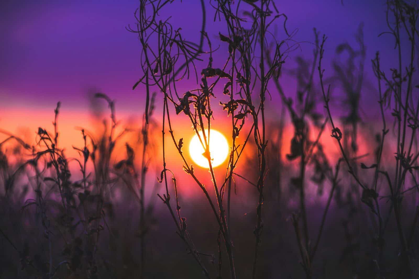 Photo by Jack B Silhouetted dry plants against a vibrant purple and orange sky with low sun Believing in Yourself When Stuck or Burned Out
