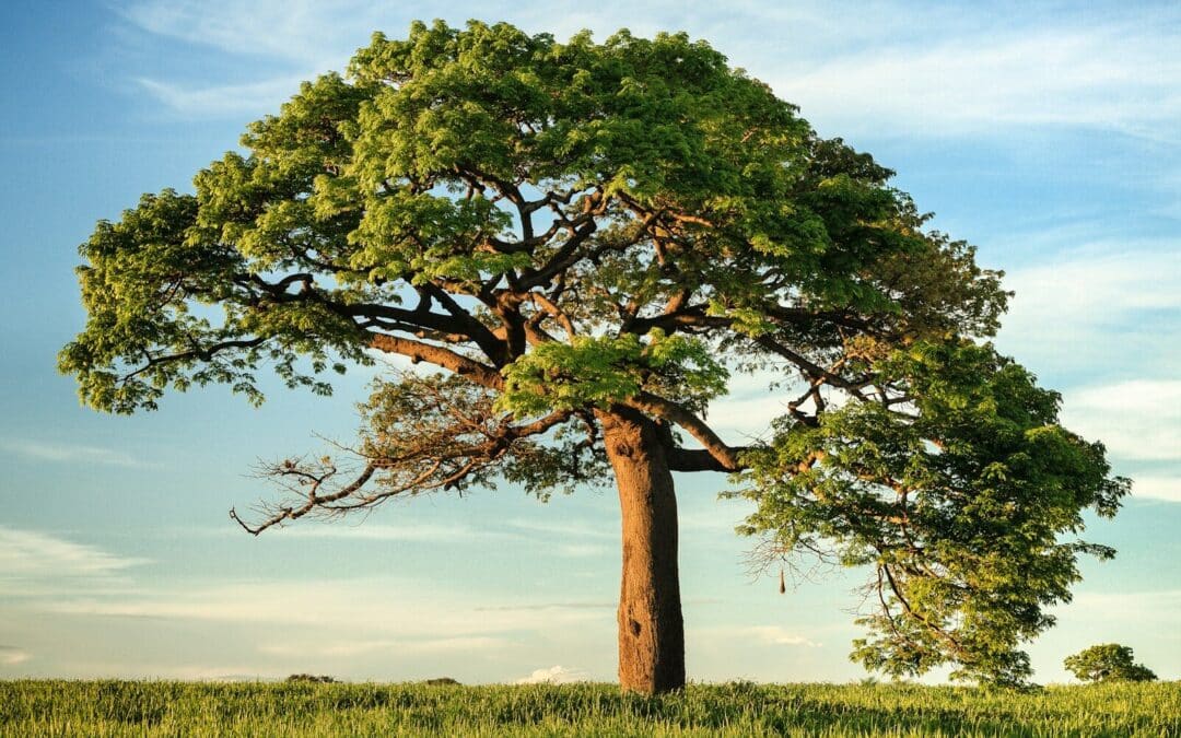 The Radical Acceptance DBT Skill: What It Is and Why It Matters