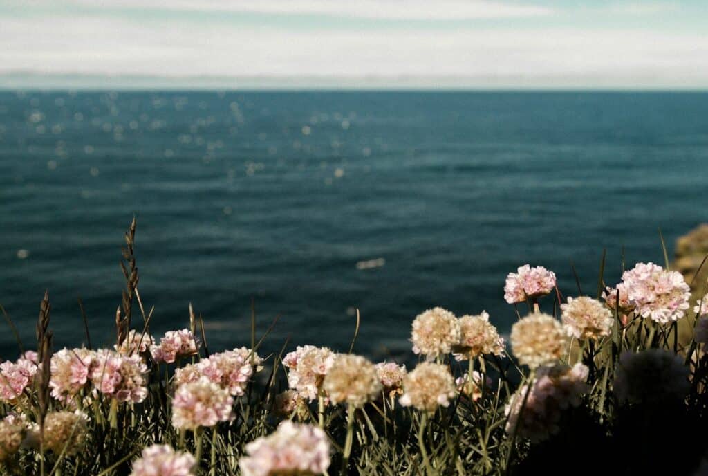 pink flowers near the ocean