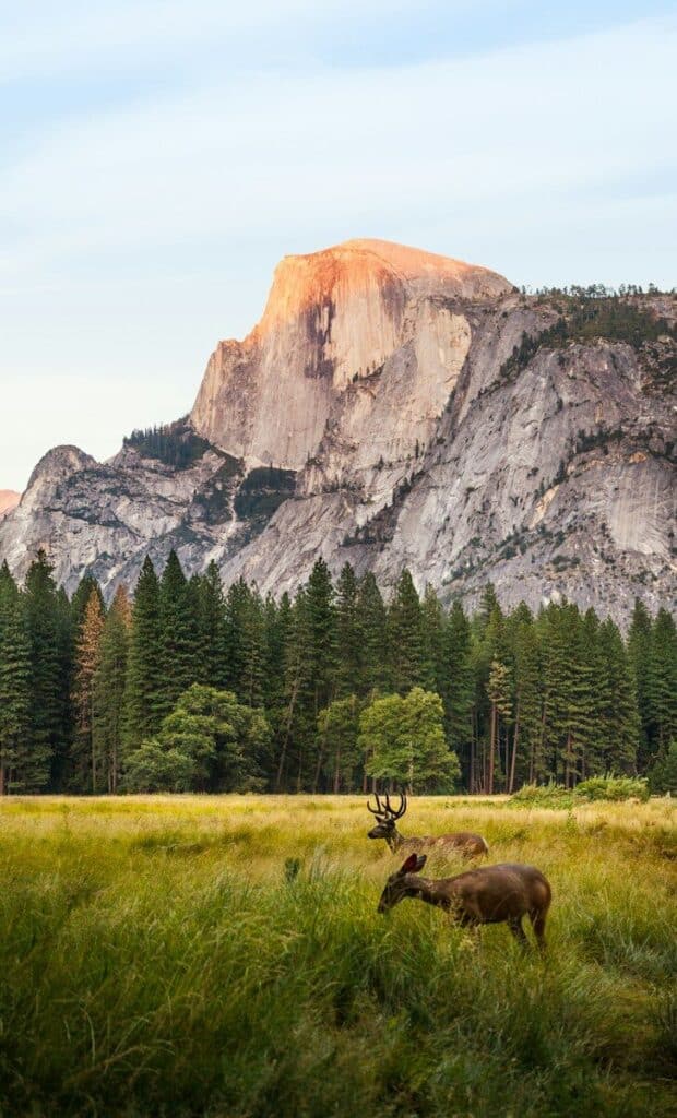 Two deer in a grassy meadow before Half Dome in Yosemite Valley